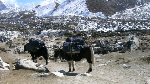 Helambu Trek